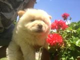 Irk Garantili Orjinal Chow Chow