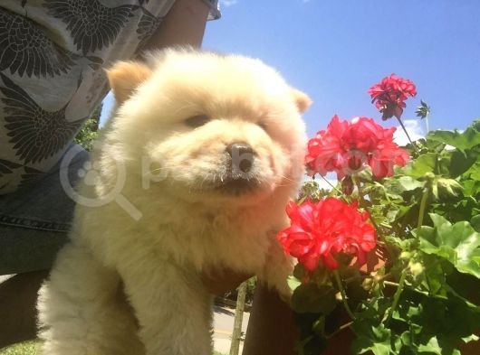 Irk Garantili Orjinal Chow Chow görsel