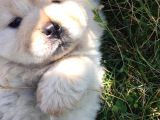 Irk Garantili Orjinal Chow Chow