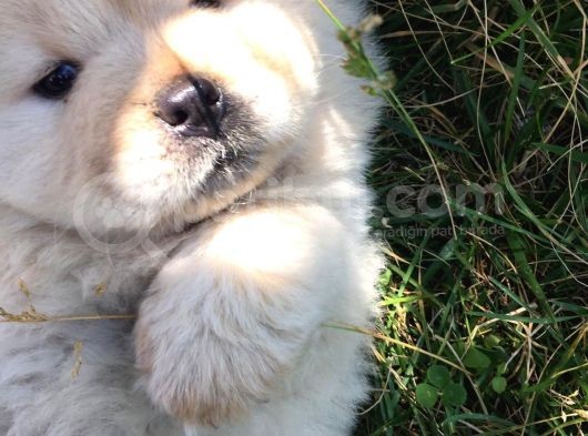 Irk Garantili Orjinal Chow Chow görsel