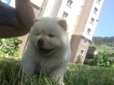 Irk Garantili Orjinal Chow Chow