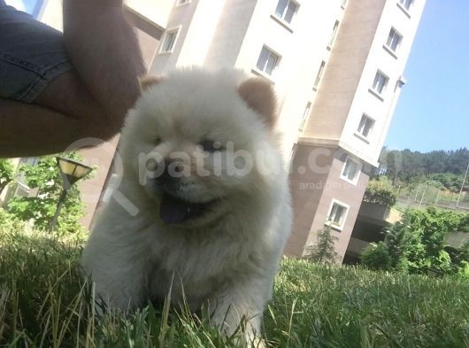 Irk Garantili Orjinal Chow Chow görsel