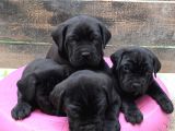 Cane Corso Yavruları