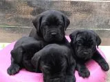 Cane Corso Yavruları