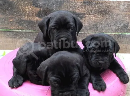 Cane Corso Yavruları