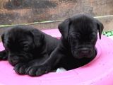 Cane Corso Yavruları