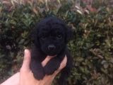 Süper Toy Poodle