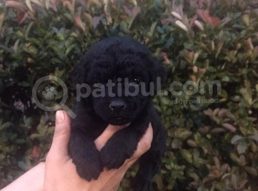 Süper Toy Poodle görsel