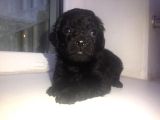 Süper Toy Poodle