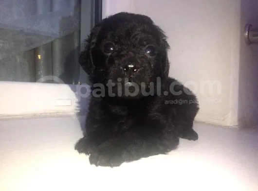 Süper Toy Poodle