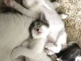 Ücretsiz Kedi