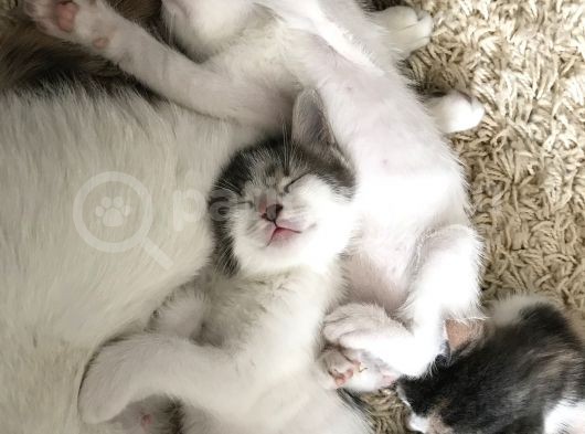 Ücretsiz Kedi görsel