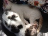 Ücretsiz Kedi