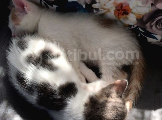 Ücretsiz Kedi görsel