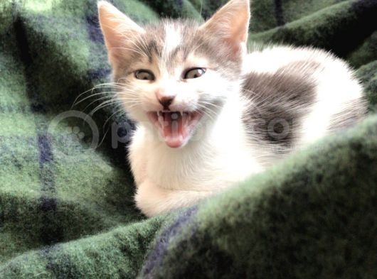 Ücretsiz Kedi görsel