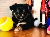 Irkının En Güzeli Longhairchihuahua