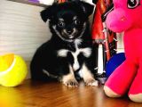 Irkının En Güzeli Longhairchihuahua