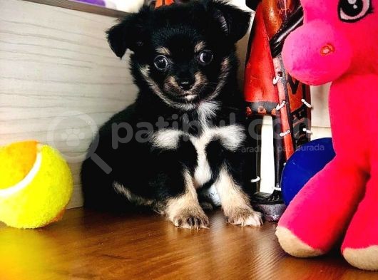 Irkının En Güzeli Longhairchihuahua görsel