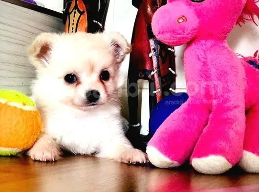 Irkının En Güzeli Longhairchihuahua