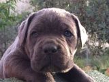 Cane Corso Yavruları