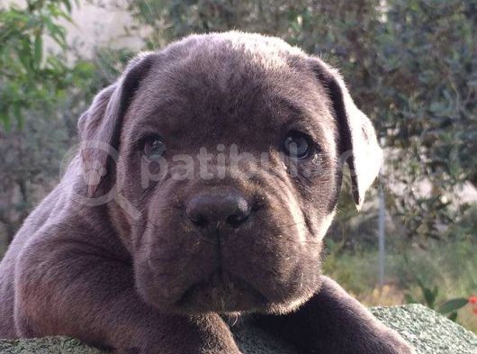 Cane Corso Yavruları