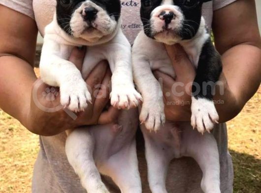 French Bulldog Yavruları görsel