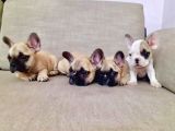 French Bulldog Yavruları