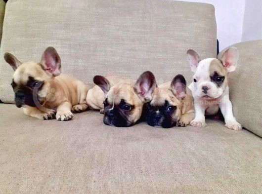 French Bulldog Yavruları görsel