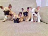 French Bulldog Yavruları