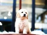 Golden Retriever Yavruları