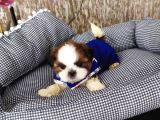 Shih Tzu Yavruları