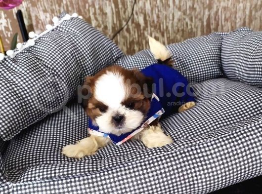 Shih Tzu Yavruları görsel