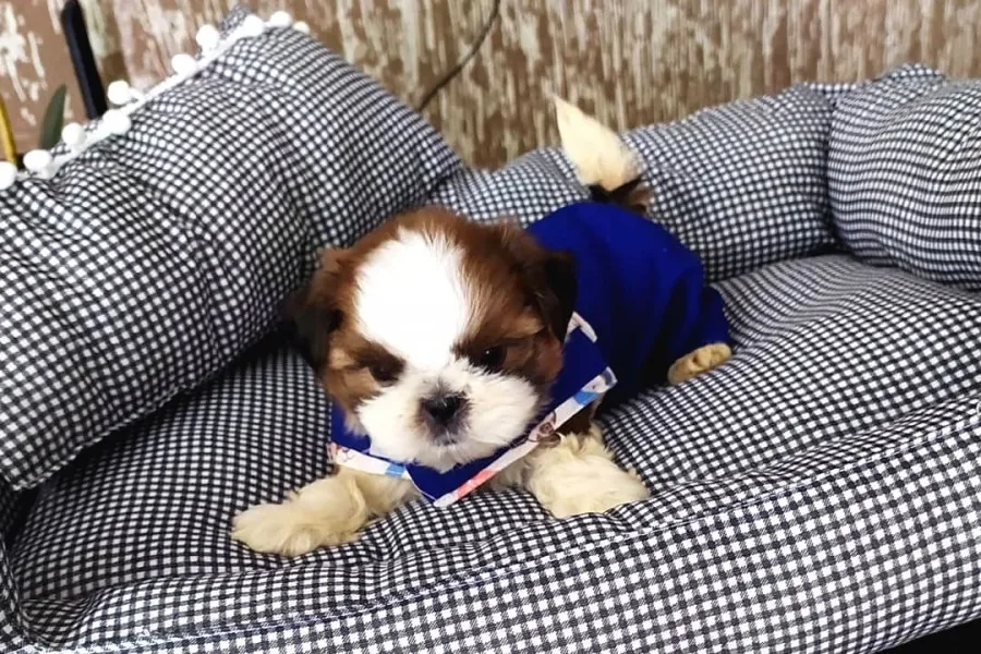 Shih Tzu Yavruları