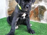Cane Corso Yavruları