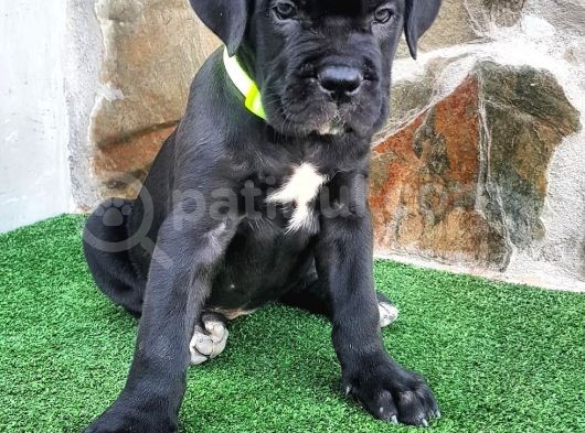 Cane Corso Yavruları görsel