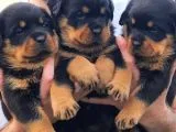 Rottweiler Yavruları