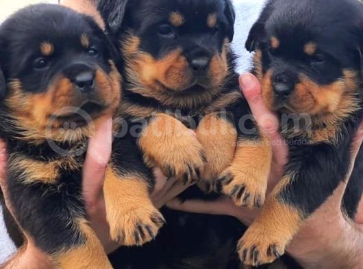 Rottweiler Yavruları görsel