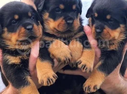 Rottweiler Yavruları