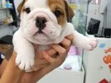 İngiliz Bulldog Yavruları