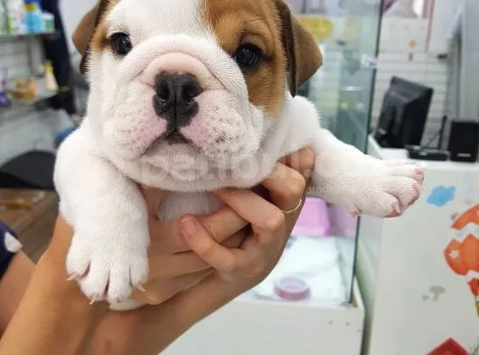 İngiliz Bulldog Yavruları
