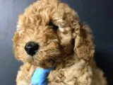 Toy Poodle