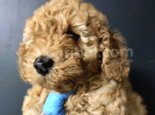 Toy Poodle görsel