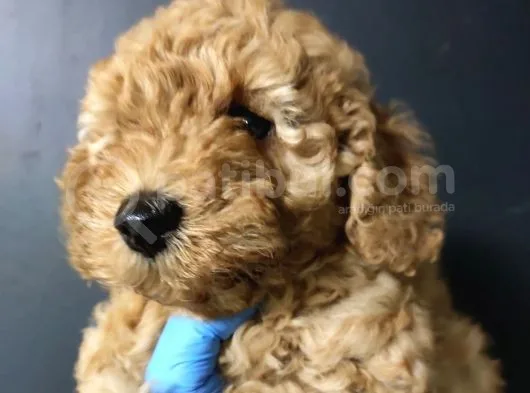 Toy Poodle