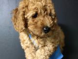 Toy Poodle