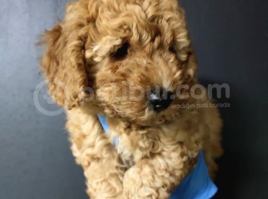 Toy Poodle görsel