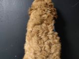 Toy Poodle