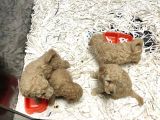 Toy Poodle