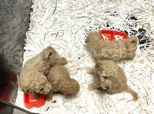 Toy Poodle görsel