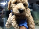 Toy Poodle