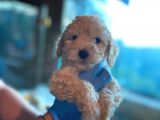 Toy Poodle